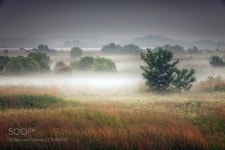 Fog and trees - 미호천의 아침 | Landscape photography, Landscape, Nature