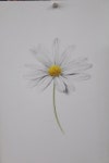 보테니컬 botanical-식물의 라는 뜻입니다. 보테니컬 아트는 예전부터 식물을 자세하게 그림으로써 테라피...