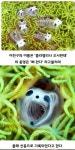 올해 신종 생물로 발견된 뼈판다⋯!