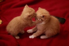 영숙 이 adlı kullanıcının 구르밍 panosundaki Pin | Cute kittens, Hayvan sözleri, Hayvan bebekler