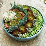 Succulent Wall Art 6 #minigardens | 다육 식물, 화분 식물, 원예