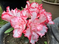 아젤리아 네오폴드