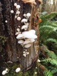 love에 관한 826개의 최상의 Pinterest 이미지 | 조개 껍질, Betta 및 Mother nature love