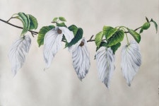 Pin by 현유경 on 보태니컬