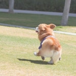 lacorgi:Throwback to that time I tried to start a conga line but... (OCD: Obsessive Corgi Disorder) | 펨브록 웰시 코기, 웃긴 개... 
