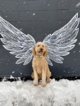 Pin by 김고은 on The dog house in 2022 | Dog boutique ideas, Dog daycare, Pet store