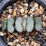 (특가할인)무문백자옥선(중묘) 102-46(Haworthia truncata) - 하월시아(Haworthia)