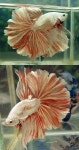 Pin on Betta / 베타