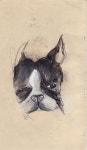 adog에 있는 Sam Bertie님의 핀