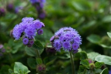 불로화(不老花: 아게라텀)