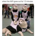 36 Funny Animal Pictures with Captions to Make You LOL | 강아지, 동물