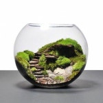 •플랜테리어 Terrarium 으로 나만의 아늑한 실내정원 만들기! : 네이버 블로그 | Terrarium selber bauen, Indoor-wassergarten... 