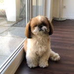 루이군! 애처로운 눈빛 이제 그만 충분히 먹었다... 일상  shihtzu  shihtzulovers  shihtzusofinstagram… | Dogs, Instagram posts, Instagram