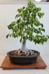 bonsai에 관한 224개의 최상의 Pinterest 이미지 bonsai