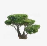 원예 룩 경관 나무 | Garden art, Landscape, Garden