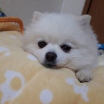 #개#포메라니안#포메#포메그램#귀여워#사랑해#너무#좋아#잘자#犬#愛犬#ポメラニアン#ポメ#dog#pomeranian#pomestagram#cute#可愛い... 