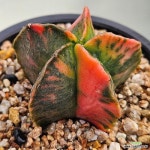 난봉옥금(실생) 0121-85(Astrophytum myriostigma Lemaire) - 선인장(Cactus) 난봉옥금(실생)  0121-85(Astrophytum myriostigma... 
