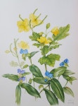 애기똥풀과 닭의장풀, 애기똥풀, 닭의장풀, 보태니컬아트, 보타니컬아트, 색연필, 꽃, 일러스트, 그림, 꽃그림, 식물세밀화... 