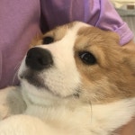 털복숭이 친구들에 있는 다로누나님의 핀