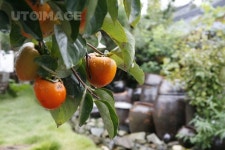 유토이미지 | 이미지·일러스트·그래픽·영상을 검색하세요.