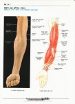인체해부도(골격, 골격근, 신체근육명칭, 근육이름)