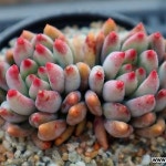 연지곤지군생(E. Yeonji) - 다육식물(Succulents)