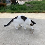 고양이 Pin on 강릉살이 | Cats, Animals, Goats