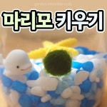 마리모 키우는법