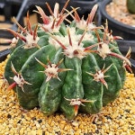 능파(뿌리무)0420-83(Echiocactus texensis) - 선인장(Cactus)