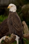 Eagle facts에 관한 상위 25개 이상의 Pinterest 아이디어 | Eagles, 부채머리수리 및 재밌는 사실