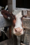 Cows what에 관한 18개의 최상의 Pinterest 이미지 | 농장 동물, 소 및 시골 생활 Cows what