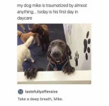 animals.에 관한 261개의 최상의 Pinterest 이미지 animals.