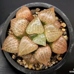 수정콤프토니아(대묘) 58-3(Haworthia obtusa suishiyou) - 하월시아(Haworthia)