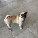 치퐁이랑 도그캠프 놀러왔어요🐶❣️ -  퍼그  반려견  멍스타그램  꽃보다피클  도그캠프  반려견운동장  pugs  puglife... 