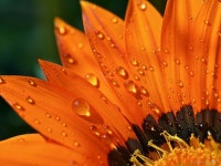 이 세상의 너무나 아름다운 풍경들 - 5 | Bloom where you are planted, Orange flowers, Color me beautiful