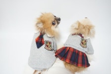 Pin on DIY강아지옷만들기 동영상강의