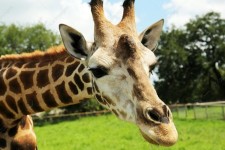 Beautiful spotted African giraffe in safari park, closeup | African giraffe, Safari park, Safari