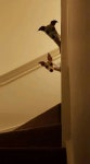 aaaaaaayyysh에 관한 480개의 최상의 Pinterest 이미지 | 애완동물, 개와 고양이 및 고양이 aaaaaaayyysh