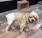 멧돼지에 물려 붕대감은 강아지 태양이 [소림사 여신도 제공]