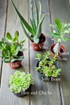능성다육식물및채소 | Succulents에 관한 14개의 최상의 Pinterest 이미지 | 다육 식물, 정원 가꾸기 및 채소 정원 Succulents