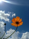 ท้องฟ้า sky 하늘 em 2023 | Campo de girassóis, Girassóis, Fotos ท้องฟ้า sky  하늘 em 2023 | Campo... 