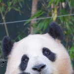 푸요미 on Instagram - 2024 | 판다