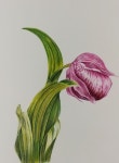 색연필 꽃그림