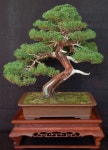 Tip Top ♥s Juniper Bonsai에 있는 핀