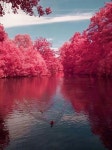 Pink trees | 사진 배경, 자연, 경치