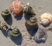 Antique 빈티지에 있는 임춘근 springroot55님의 핀 | 빈티지