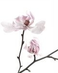 magnolia | STILL (mary jo hoffman) | 목련, 꽃, 그림
