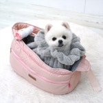 패리스독 애견 외출용 따뜻한멀티워머 - 2020 | 애견, 애견용품, 강아지