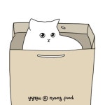 안락한 상자 냥