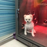 #아롱이 #포메라니안 #pomeranian . 아롱이 저번보다는 피부가좀... 하기시러요- - - #애견미용사 #일상 #daily… | Pet groomers, Pets, Animals